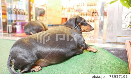 太った犬 78937191