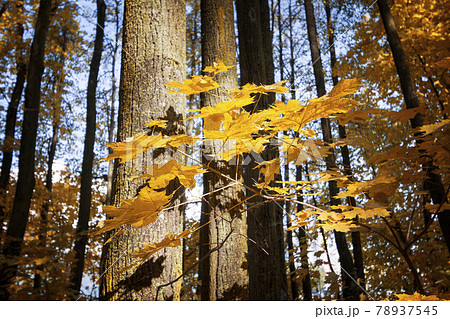leaves with sunlight frame in the forest leaves with sunlight frame in the forest 78937545