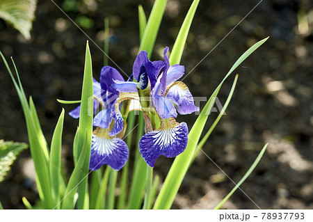 Blooming purple iris in the garden with a blurred background Blooming purple iris in the garden with a blurred background 78937793