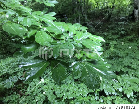山に繁る鮮やかな緑色のヤツデの葉っぱの写真素材