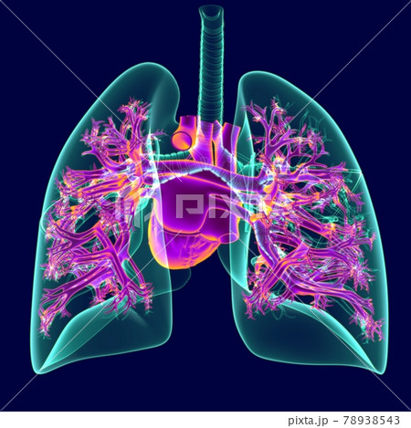 3D Illustration Human Heart With Transparency Lungs 3D Illustration Human Heart With Transparency Lungs 78938543