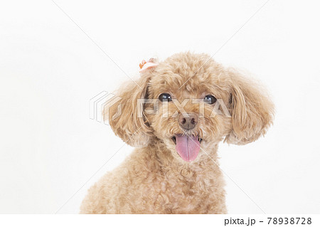 リボンをつけて微笑むトイプードルの写真素材
