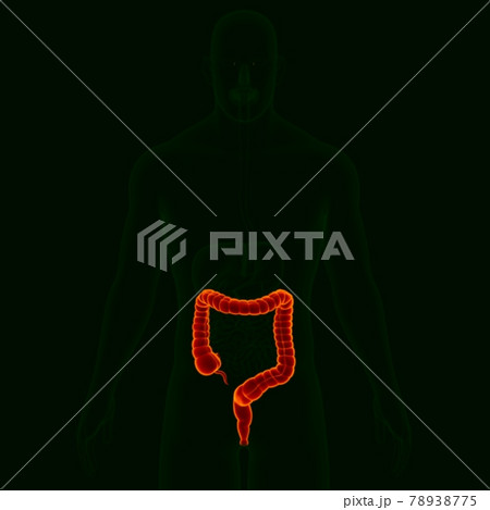 3D Illustration Human Digestive System Anatomy (Large Intestine) 78938775