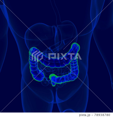 3D Illustration Human Digestive System Anatomy (Large Intestine) 3D Illustration Human Digestive System Anatomy (Large Intestine) 78938780