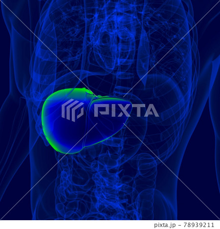 3D Illustration Human Digestive System Anatomy (Liver) 78939211