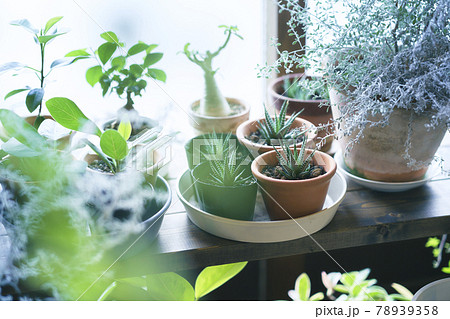 窓辺に並べられた植物の鉢 78939358