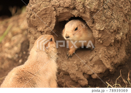 見つめ合うプレーリードッグ 78939369