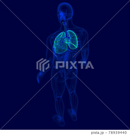 3D Illustration Human Respiratory System Anatomy (Bronchus and Bronchioles) 78939440