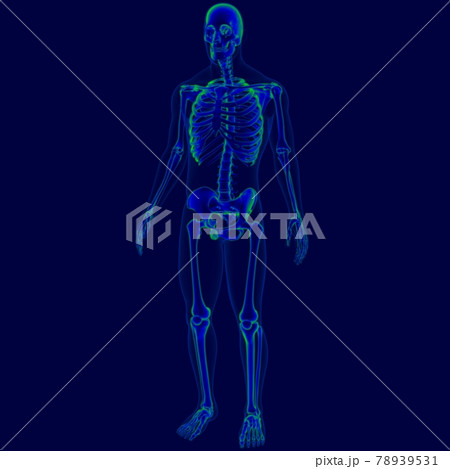 3D Illustration Human Skeleton Anatomy For Medical Concept 3D Illustration Human Skeleton Anatomy For Medical Concept 78939531