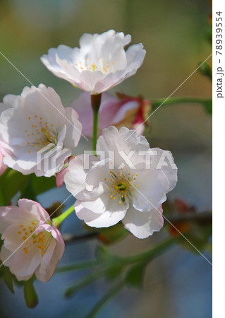 法用寺の虎の尾桜(福島県・会津美里町) 法用寺の虎の尾桜(福島県・会津美里町) 78939554