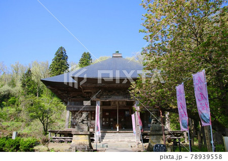 法用寺の虎の尾桜(福島県・会津美里町) 法用寺の虎の尾桜(福島県・会津美里町) 78939558