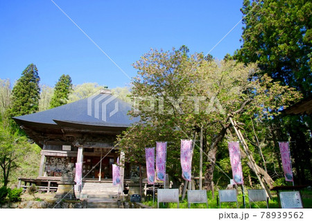 法用寺の虎の尾桜（福島県・会津美里町） 78939562