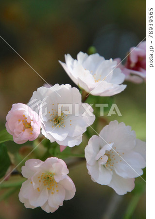 法用寺の虎の尾桜(福島県・会津美里町) 法用寺の虎の尾桜(福島県・会津美里町) 78939565
