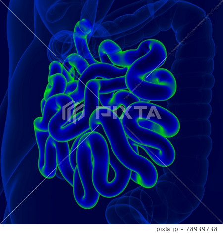 3D Illustration Human Digestive System Anatomy (Small Intestine) 78939738