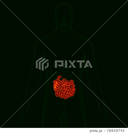 3D Illustration Human Digestive System Anatomy (Small Intestine) 78939742