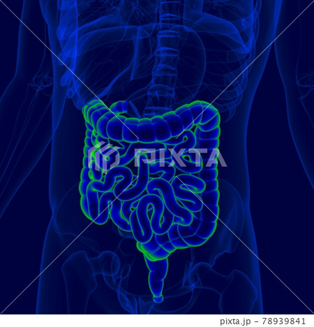 3D Illustration Human Digestive System Anatomy (Small and Large Intestine) 3D Illustration Human Digestive System Anatomy (Small and Large Intestine) 78939841