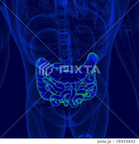 3D Illustration Human Digestive System Anatomy (Small and Large Intestine) 78939842