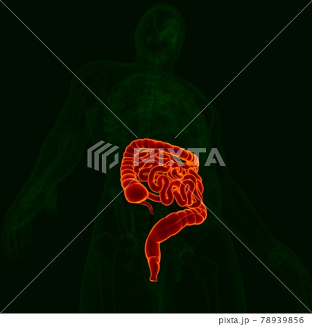 3D Illustration Human Digestive System Anatomy (Small and Large Intestine) 3D Illustration Human Digestive System Anatomy (Small and Large Intestine) 78939856