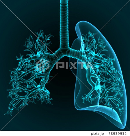 3D Illustration Human Respiratory System Lungs Anatomy 78939952