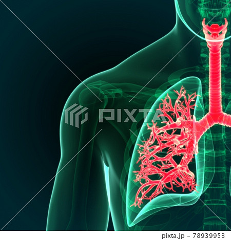 3D Illustration Human Respiratory System Lungs Anatomy 78939953