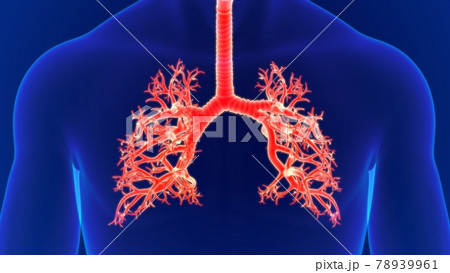 3D Illustration Human Trachea and Bronchi Anatomy 3D Illustration Human Trachea and Bronchi Anatomy 78939961