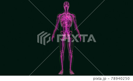 3D Illustration Human Heart Anatomy with Circulatory System 78940250