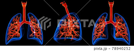 3D Illustration Human Respiratory System Anatomy (Lungs with Bronchi) 78940252
