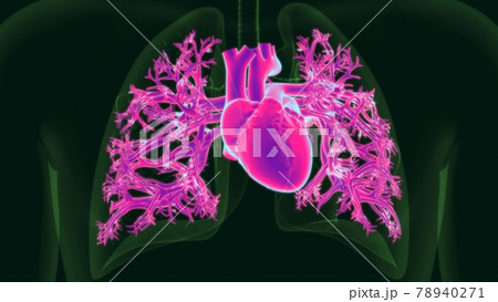 Human Heart Anatomy For Medical Concept Human Heart Anatomy For Medical Concept 78940271