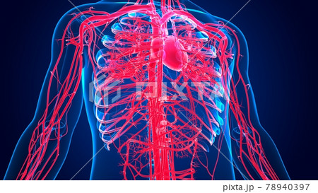 3D Illustration Human Heart Anatomy with Circulatory System 3D Illustration Human Heart Anatomy with Circulatory System 78940397