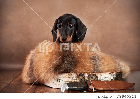 A small dachshund puppy of black and tan color stands next to a hunting knife and fur of a fluffy animal on a brown background. A small dachshund puppy of black and tan color stands next to a hunting knife and fur of a fluffy animal on a brown background. 78940511