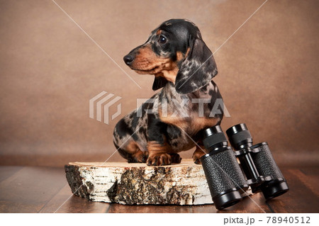 A cute marble dachshund puppy sits with binoculars on a brown background. Hunting concept 78940512