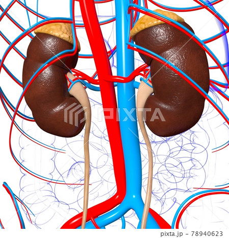 Human Urinary System Kidneys with Bladder Anatomy For Medical Concept 3D Rendering 78940623