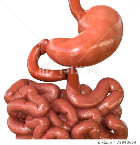 Stomach Anatomy Human Digestive System For Medical Concept 3D Rendering Stomach Anatomy Human Digestive System For Medical Concept 3D Rendering 78940654