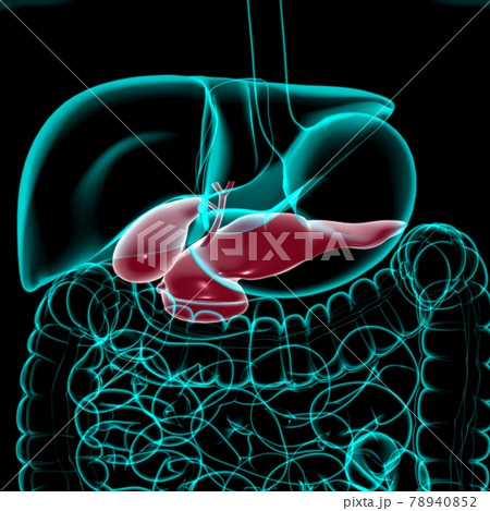 Gall Bladder Human Digestive System Anatomy 3D Rendering Gall Bladder Human Digestive System Anatomy 3D Rendering 78940852
