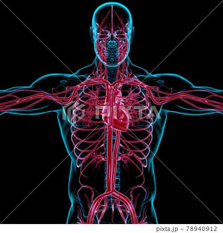 Human Heart With Circulatory System Anatomy For Medical Concept 3D Rendering 78940912
