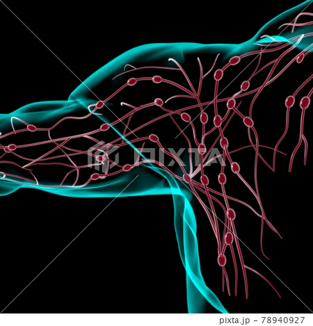 Human Lymph Nodes Anatomy For Medical Concept 3D Rendering 78940927