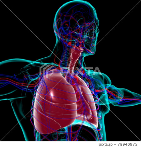 Lungs Human Respiratory System Anatomy For Medical Concept 3D Rendering Lungs Human Respiratory System Anatomy For Medical Concept 3D Rendering 78940975