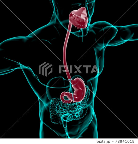 Stomach Anatomy Human Digestive System For Medical Concept 3D Rendering Stomach Anatomy Human Digestive System For Medical Concept 3D Rendering 78941019