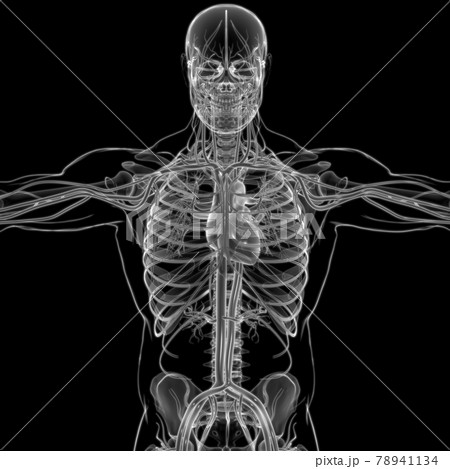 Human Heart With Circulatory System Anatomy For Medical Concept 3D Rendering Human Heart With Circulatory System Anatomy For Medical Concept 3D Rendering 78941134