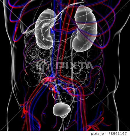 Human Urinary System Kidneys with Bladder Anatomy For Medical Concept 3D Rendering 78941147