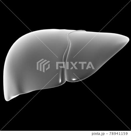 Liver 3D Illustration Human Digestive System Anatomy Liver 3D Illustration Human Digestive System Anatomy 78941159