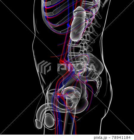 Male Reproductive System Anatomy For Medical Concept 3D Male Reproductive System Anatomy For Medical Concept 3D 78941184