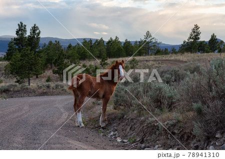 Young Horse in a field during a sunny spring sunset. 78941310