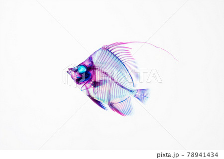 魚の透明骨格標本の写真素材 [78941434] - PIXTA
