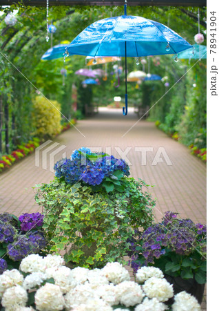 傘と紫陽花 78941904