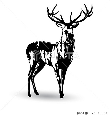 Black and white image of a standing deer with branchy antlers Black and white image of a standing deer with branchy antlers 78942223