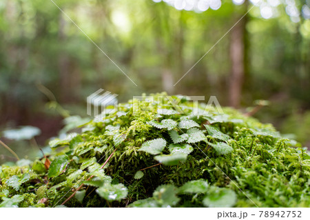 【苔の名所】山犬嶽 【苔の名所】山犬嶽 78942752