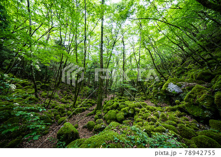 【苔の名所】山犬嶽 【苔の名所】山犬嶽 78942755