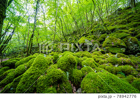 【苔の名所】山犬嶽 78942776