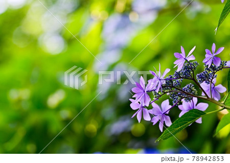 緑と紫陽花 78942853